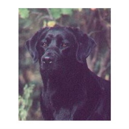 Mirage Labrador Retrievers