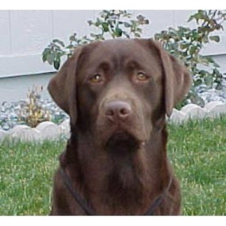 Labrador Retriever Breeder 9092