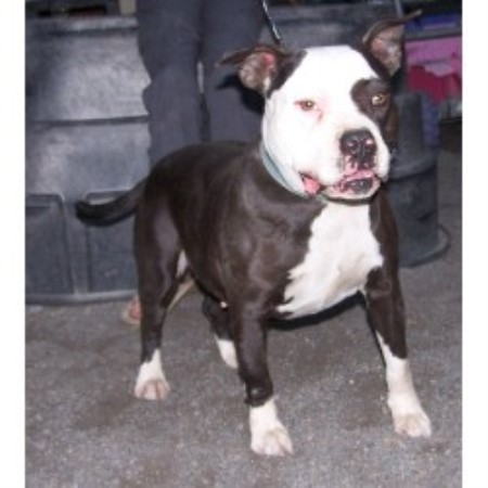 terrier breeder pit bull virginia american kennel creek mountain