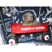 Oakley Dachshund Dachshund breeder