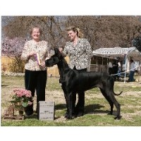 California Dreaming Great Danes Great Dane breeder