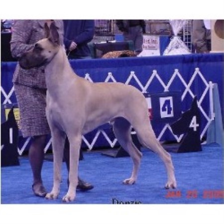 Great Dane Breeder 9191