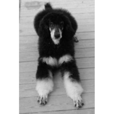 standard breeder poodle kentucky poodles meadowland