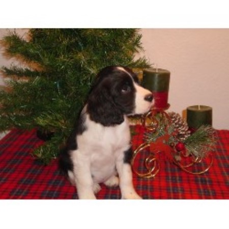 Spanish Water Dog Puppies For Sale California Spanish Water Dog Puppies For Sale California