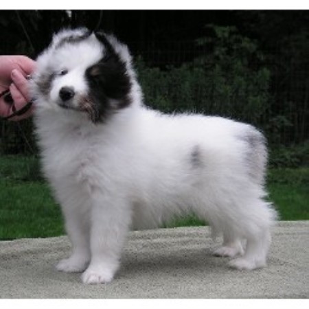 Stoneyacre Shelties Shetland Sheepdog Breeder In Oswego
