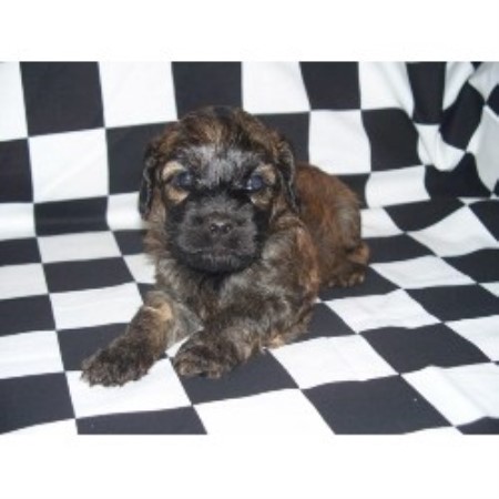 Spanish Water Dog Puppies For Sale Ontario Spanish Water Dog Puppies For Sale Ontario