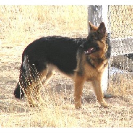 german shepherd puppies colorado colorado s silver creek german shepherds german shepherd breeder in peyton colorado german shepherd puppies colorado colorado s silver creek german shepherds german shepherd breeder in peyton colorado