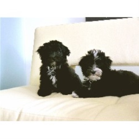 havanese rescue az lancaster s of gold havanese breeder in gold havanese rescue az lancaster s of gold havanese breeder in gold