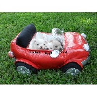 Msd Pups2 Luv Chihuahua for breeder