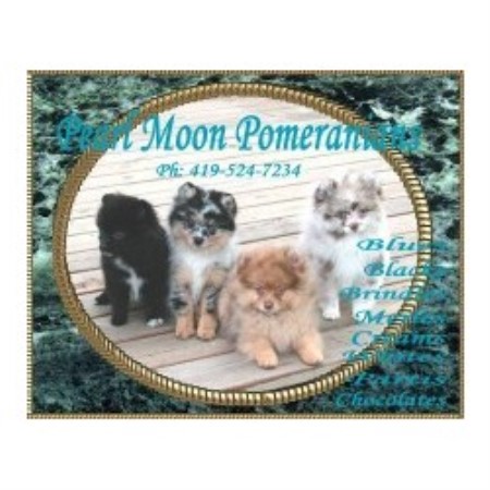 Pearl Moon Pomeranians