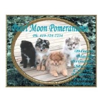 Pearl Moon Pomeranians Pomeranian breeder