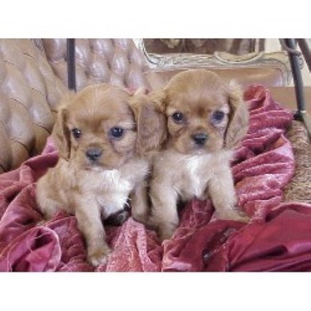 Majesty Cavaliers Cavalier King Charles Spaniel Breeder In Laguna