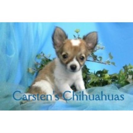 Chihuahua Breeder 9514