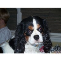 Bluegrasscavaliers Cavalier King Charles Spaniel breeder