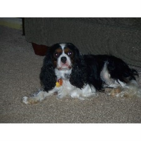 Cavalier King Charles Spaniel Breeder 9522