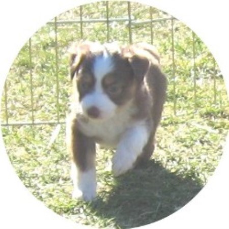 Miniature Australian Shepherd Breeder 9524