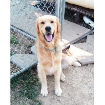 retriever breeder golden ohio goldens genuine