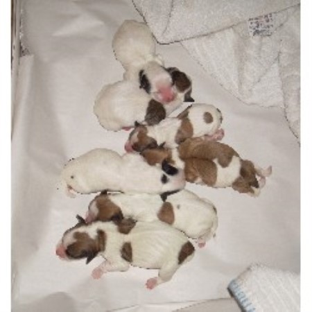 havanese breeder ohio st s havanese havanese breeder in gambier ohio havanese breeder ohio st s havanese havanese breeder in gambier ohio