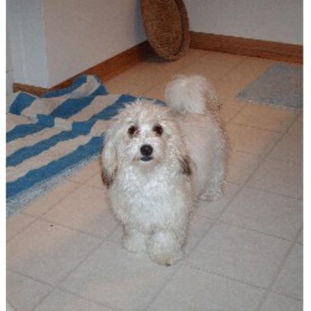 havanese breeders in ohio st s havanese havanese breeder in gambier ohio havanese breeders in ohio st s havanese havanese breeder in gambier ohio