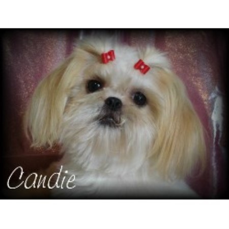 empress shih tzu empress shihtzu shih tzu breeder in oxford nebraska empress shih tzu empress shihtzu shih tzu breeder in oxford nebraska