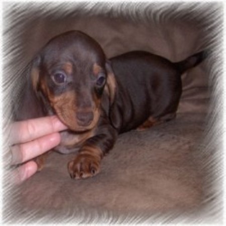 dachshunds in ohio dachshunds in ohio