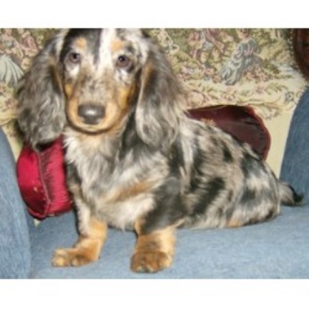 Ny Akc Dachshunds Dachshund Breeder In Middletown New York