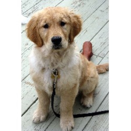 15 Top Photos Golden Retriever Puppies Illinois Breeders / 5 Best Golden Retriever Breeders in California - DogBlend