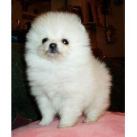 pomeranian breeders az precious poms persians pomeranian breeder in arizona pomeranian breeders az precious poms persians pomeranian breeder in arizona