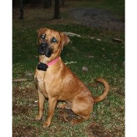 Black Mouth Curs Black Mouth Cur breeder