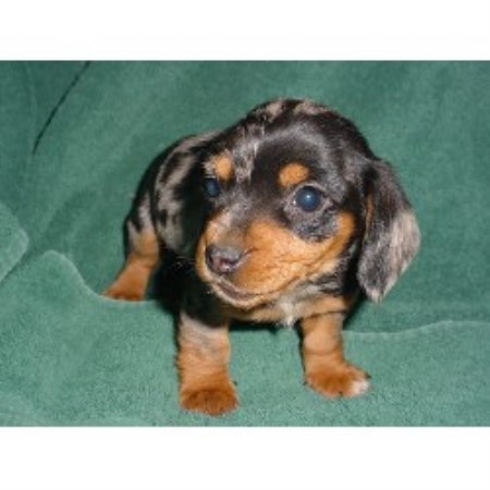 Dachshunds-R-Us, Dachshund Breeder in Mayville, Michigan