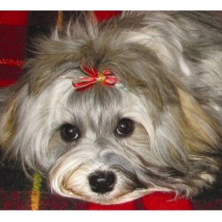 havanese rescue az janizona havanese breeder in arizona havanese rescue az janizona havanese breeder in arizona