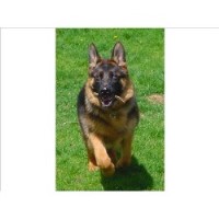 Von Der Stadtrand German Shepherd Dog breeder