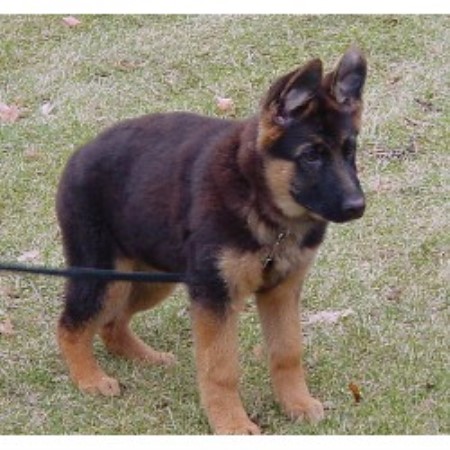 German Shepherd Dog Breeder 9788