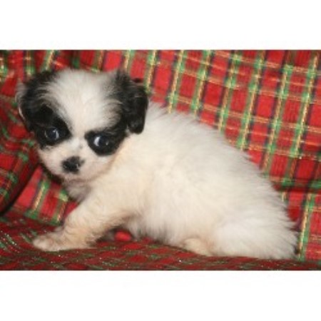 Spooners Lhasa Babies Lhasa Apso Breeder In Grants Pass