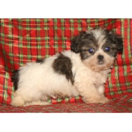 Spooner S Lhasa Babies Apso Breeder In Grants P Oregon Lhasa Apso Breeder