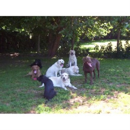 Von Hausman, Labrador Retriever Breeder in Madison, Ohio