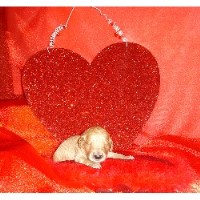 Lizziesdoodles Goldendoodle breeder