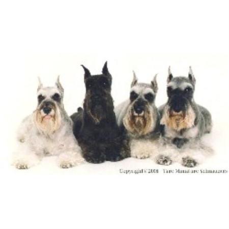 Tare Miniature Schnauzers