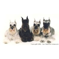 Tare Miniature Schnauzers Miniature Schnauzer breeder