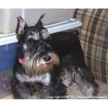 Miniature Schnauzer Breeder 9920