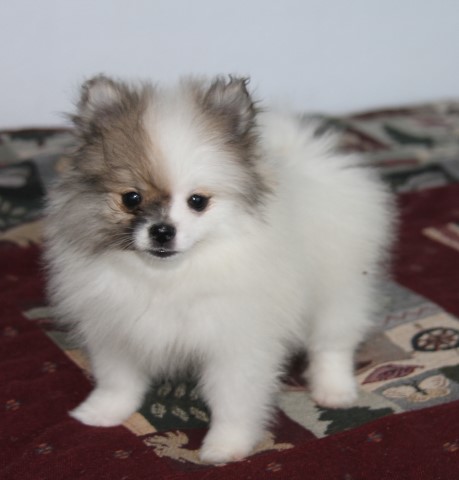 Sacred Heart Pomeranians, Pomeranian Breeder in Brownwood, Texas