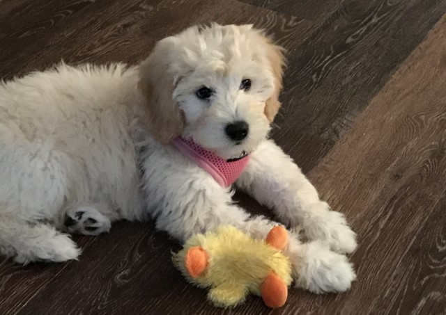 Goldendoodle Breeder 30125