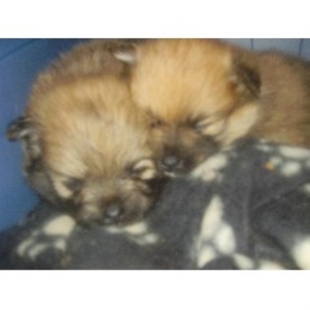 pomeranian rescue alberta pomeranian breeders in alberta freedoglistings breeds picture pomeranian rescue alberta pomeranian breeders in alberta freedoglistings breeds picture