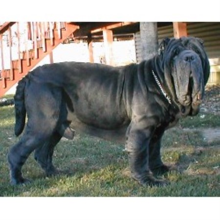 Neapolitan Mastiff Breeders In Minnesota