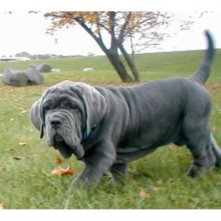 mastiff puppies mn runestone neapolitan mastiffs neapolitan mastiff breeder in dundas minnesota mastiff puppies mn runestone neapolitan mastiffs neapolitan mastiff breeder in dundas minnesota