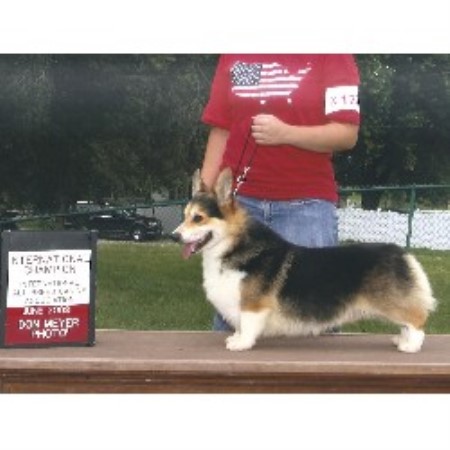 Pembroke Welsh Corgi Breeder 10038