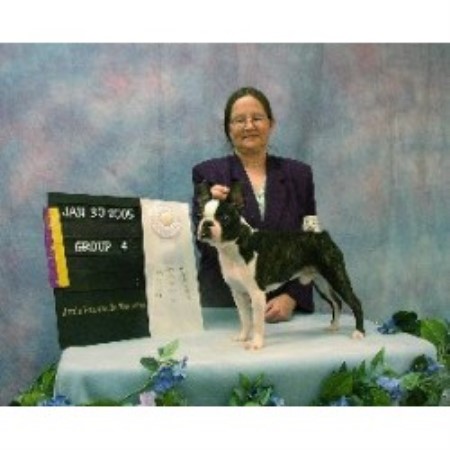 Bewitching Bostons, Boston Terrier Breeder in Rosanky, Texas