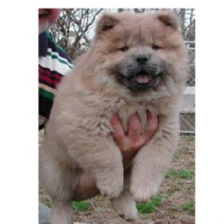 Chow Chow Breeder 10138