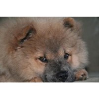 D & M Farm Kennel Chow Chow breeder
