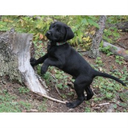 Eromit Labrador Retrievers, Labrador Retriever Breeder in ...